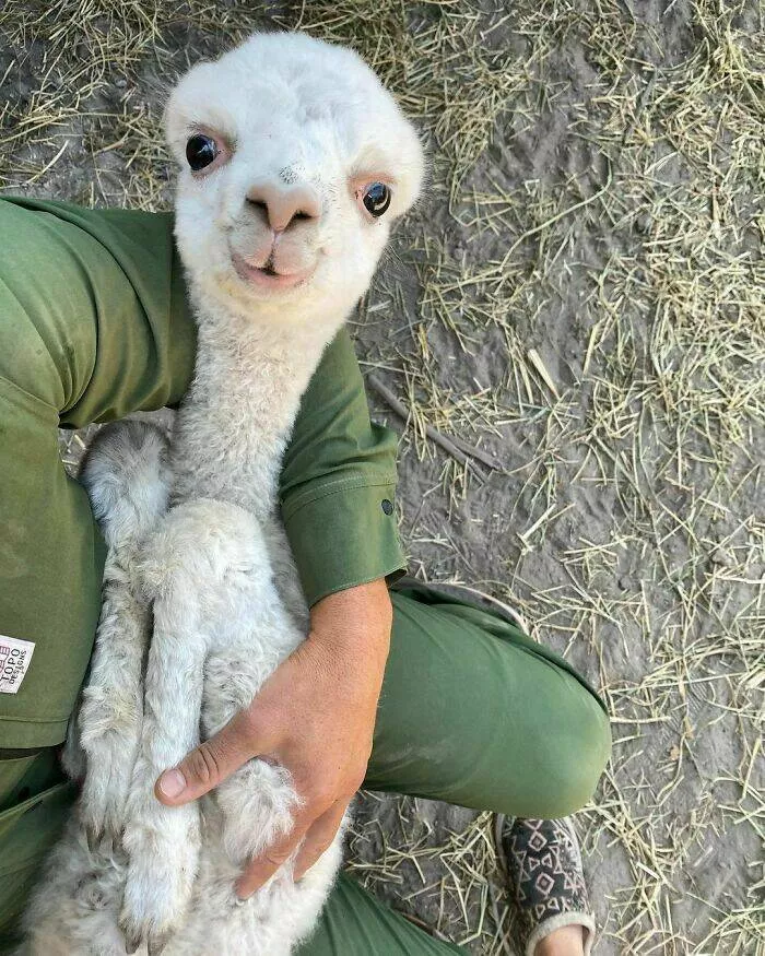 Perfectly imperfect pets - #39 