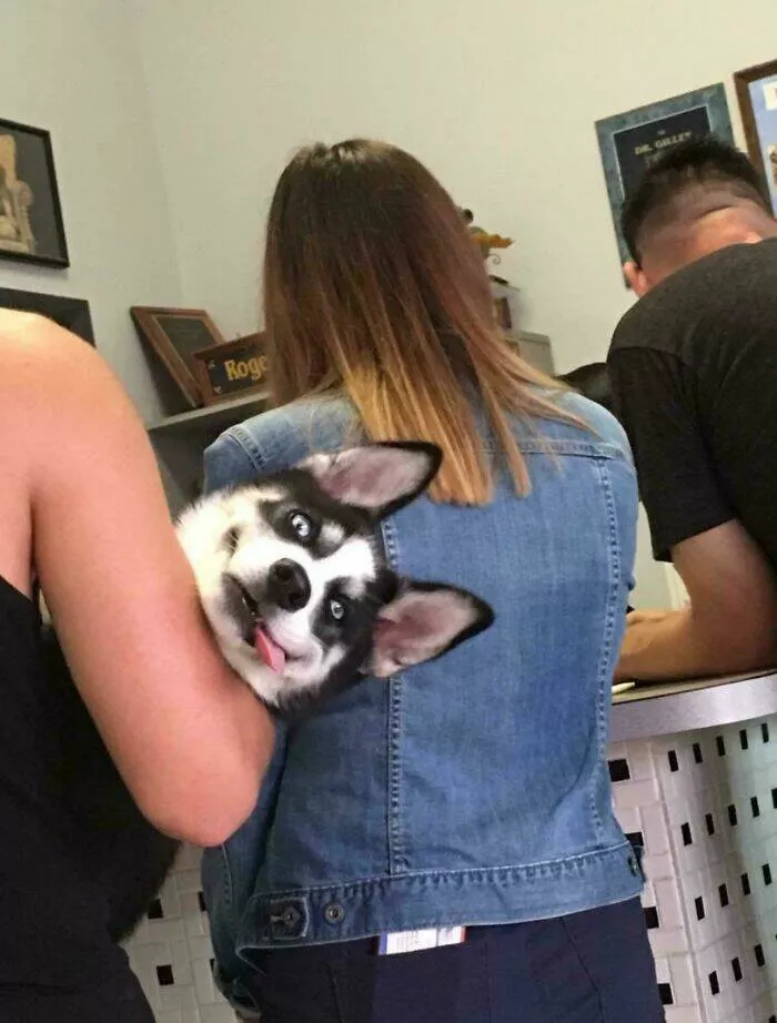 Perfectly imperfect pets - #4 