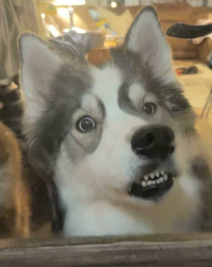 Perfectly imperfect pets - #41 