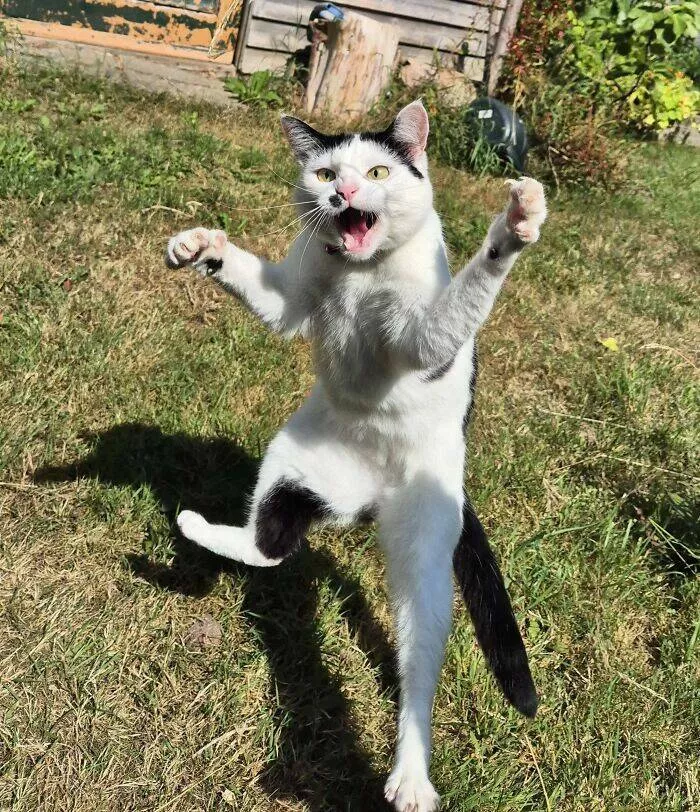 Perfectly imperfect pets - #42 