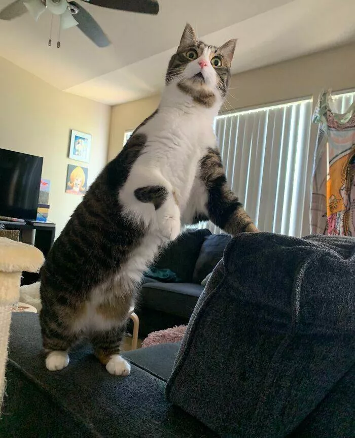 Perfectly imperfect pets - #43 
