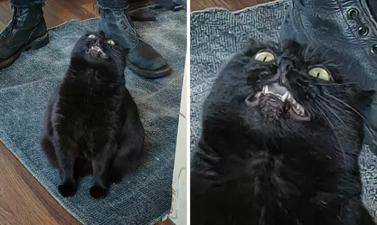Perfectly imperfect pets - #44 