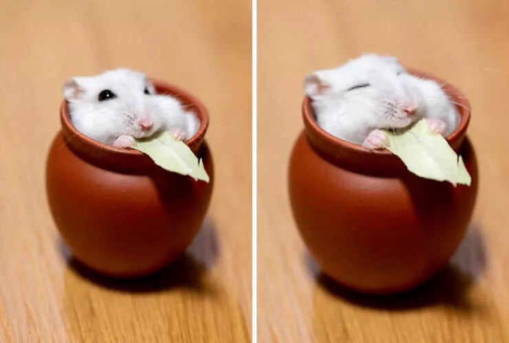 Perfectly imperfect pets - #47 