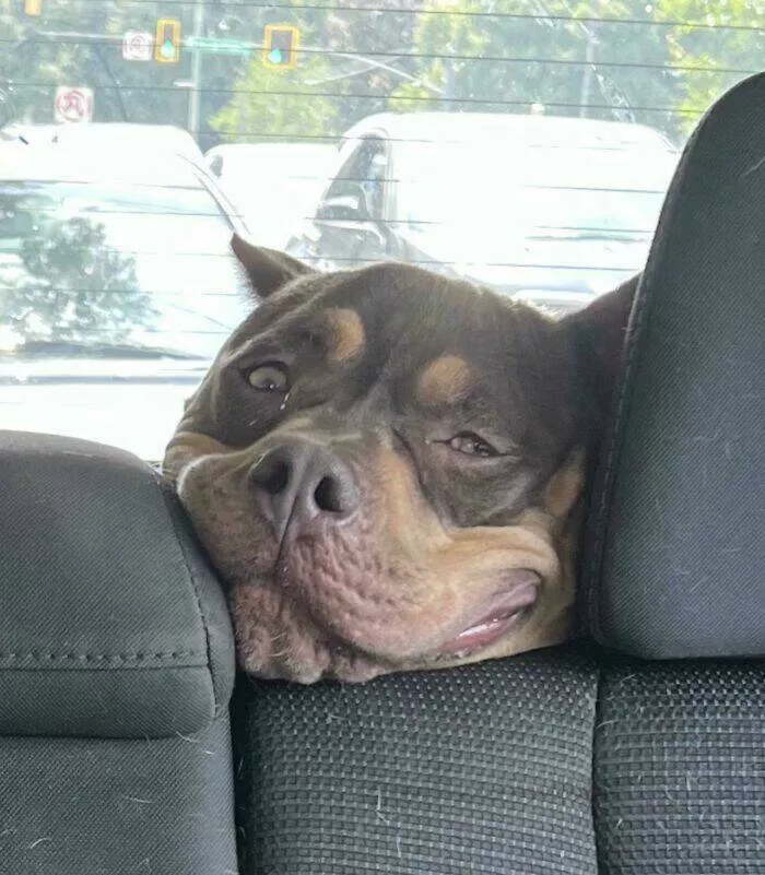 Perfectly imperfect pets - #5 