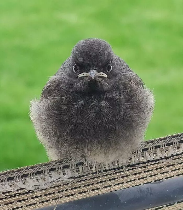 Perfectly imperfect pets - #6 