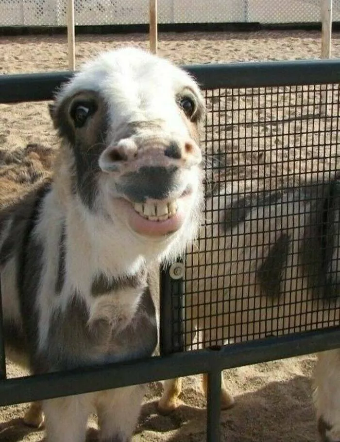Perfectly imperfect pets - #7 