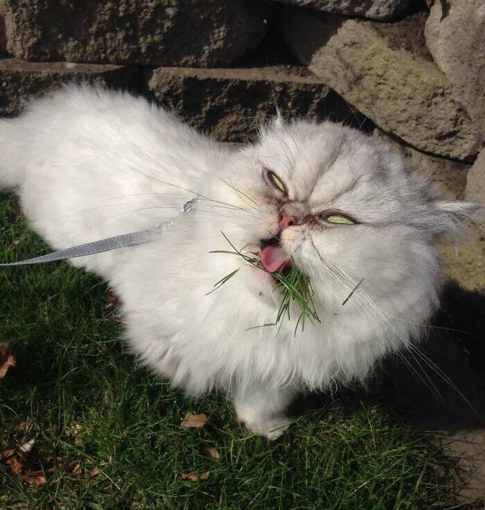 Perfectly imperfect pets - #8 