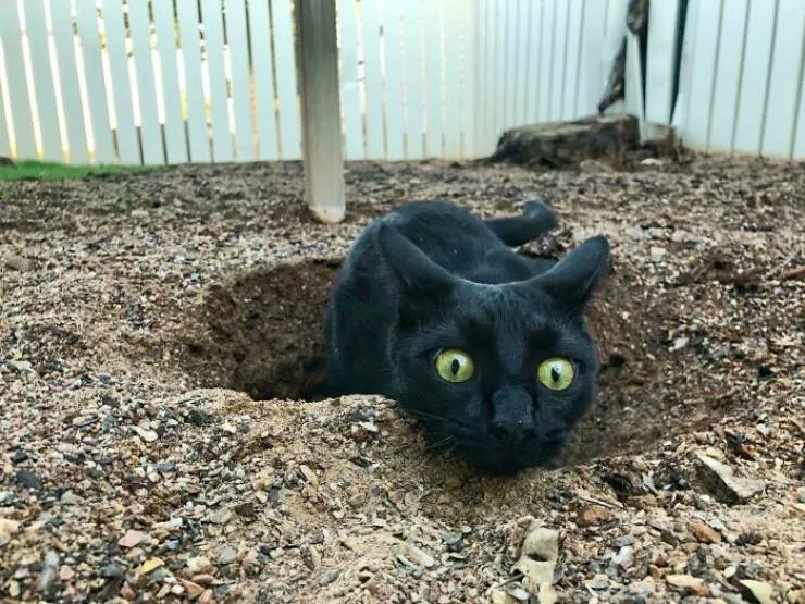 Perfectly imperfect pets - #9 