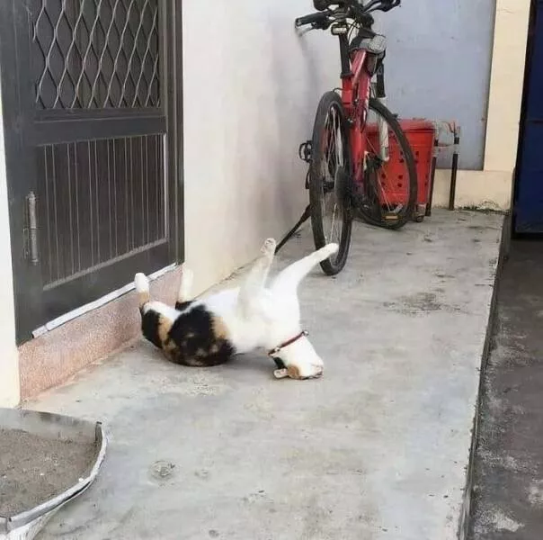Comical cats straight out of a sitcom