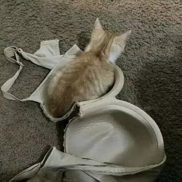 Comical cats straight out of a sitcom - #10 