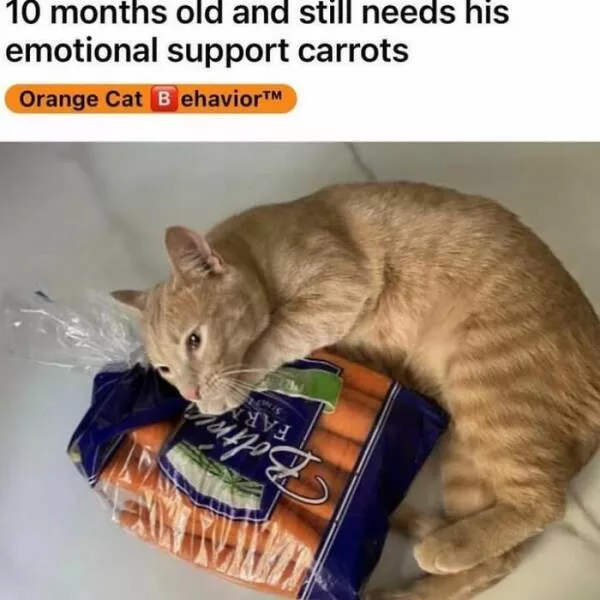 Comical cats straight out of a sitcom - #11 