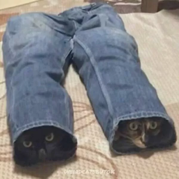Comical cats straight out of a sitcom - #12 