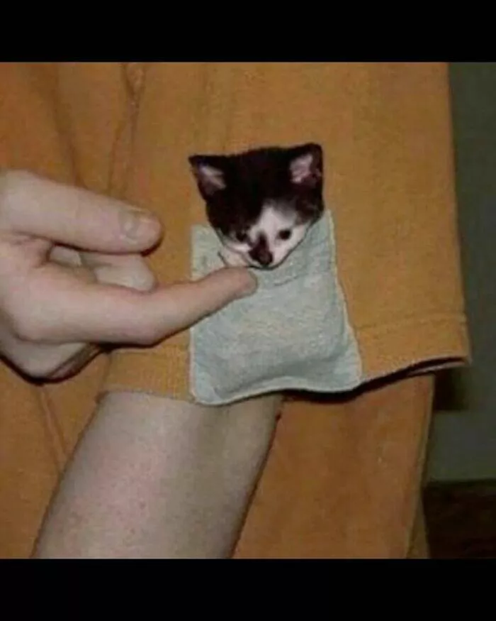 Comical cats straight out of a sitcom - #13 