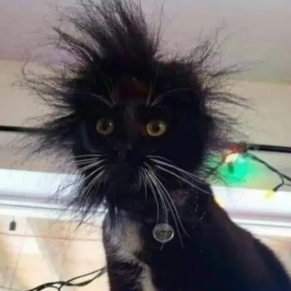 Comical cats straight out of a sitcom - #14 