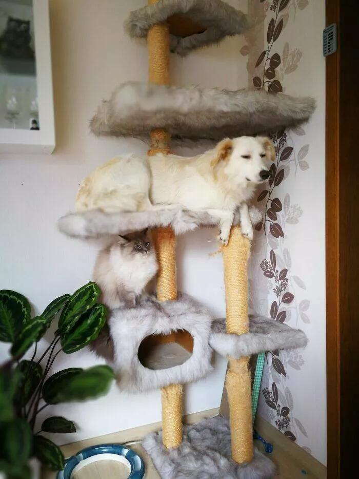 Comical cats straight out of a sitcom - #15 