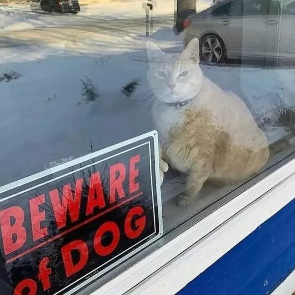 Comical cats straight out of a sitcom - #17 