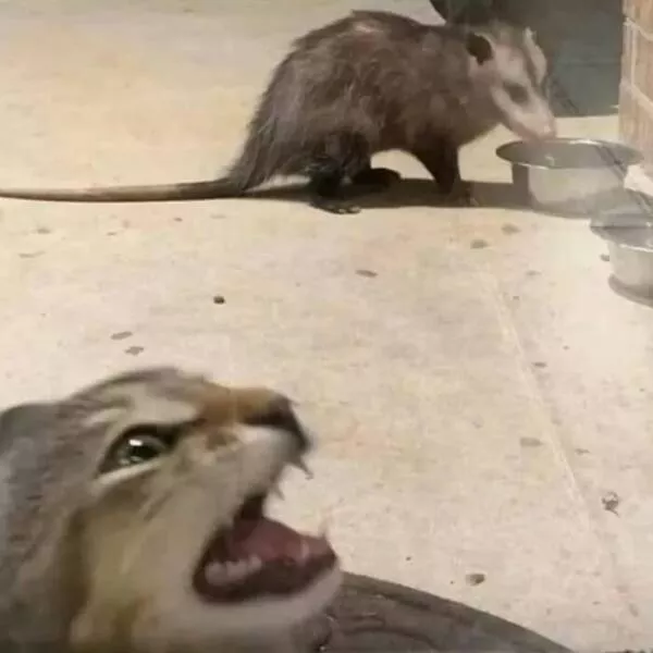 Comical cats straight out of a sitcom - #18 