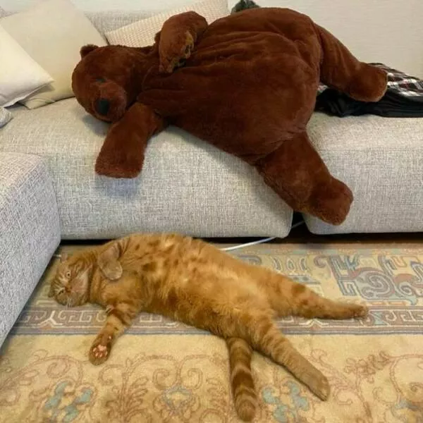 Comical cats straight out of a sitcom - #2 