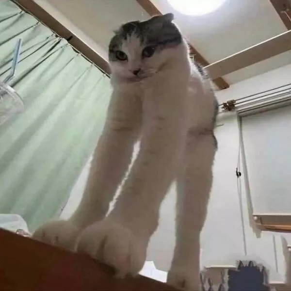 Comical cats straight out of a sitcom