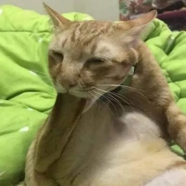 Chats de sitcom des photos a mourir de rire - #23 