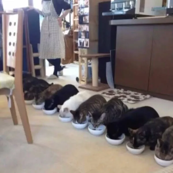 Chats de sitcom des photos a mourir de rire - #24 