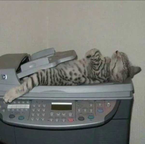 Chats de sitcom des photos a mourir de rire - #25 