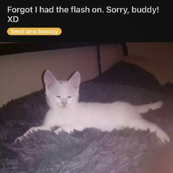 Comical cats straight out of a sitcom - #26 