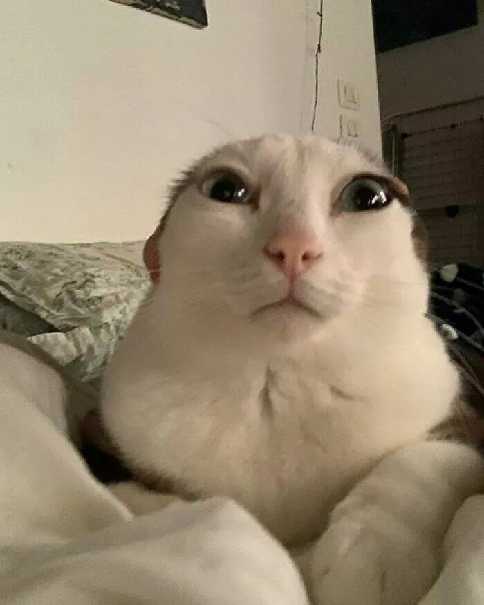 Comical cats straight out of a sitcom - #27 