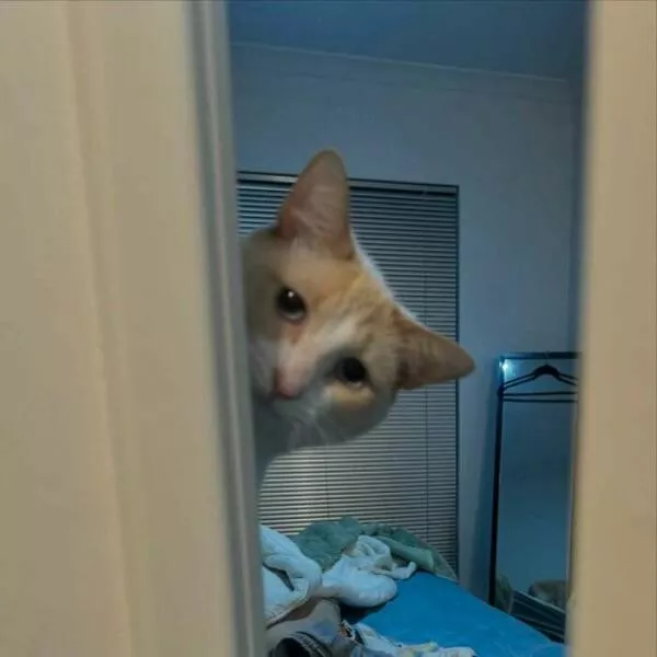 Comical cats straight out of a sitcom - #28 