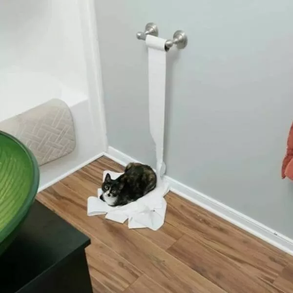 Comical cats straight out of a sitcom - #3 