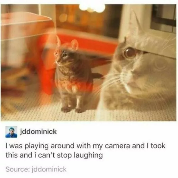 Chats de sitcom des photos a mourir de rire - #31 