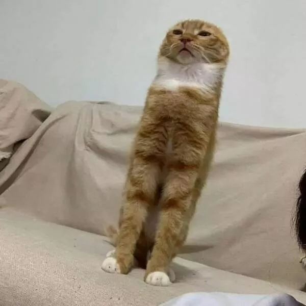 Chats de sitcom des photos a mourir de rire - #32 