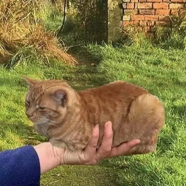Comical cats straight out of a sitcom - #34 