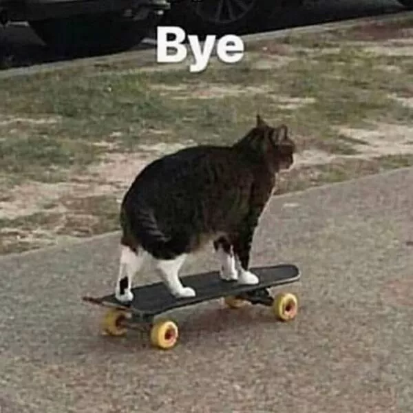 Comical cats straight out of a sitcom - #35 
