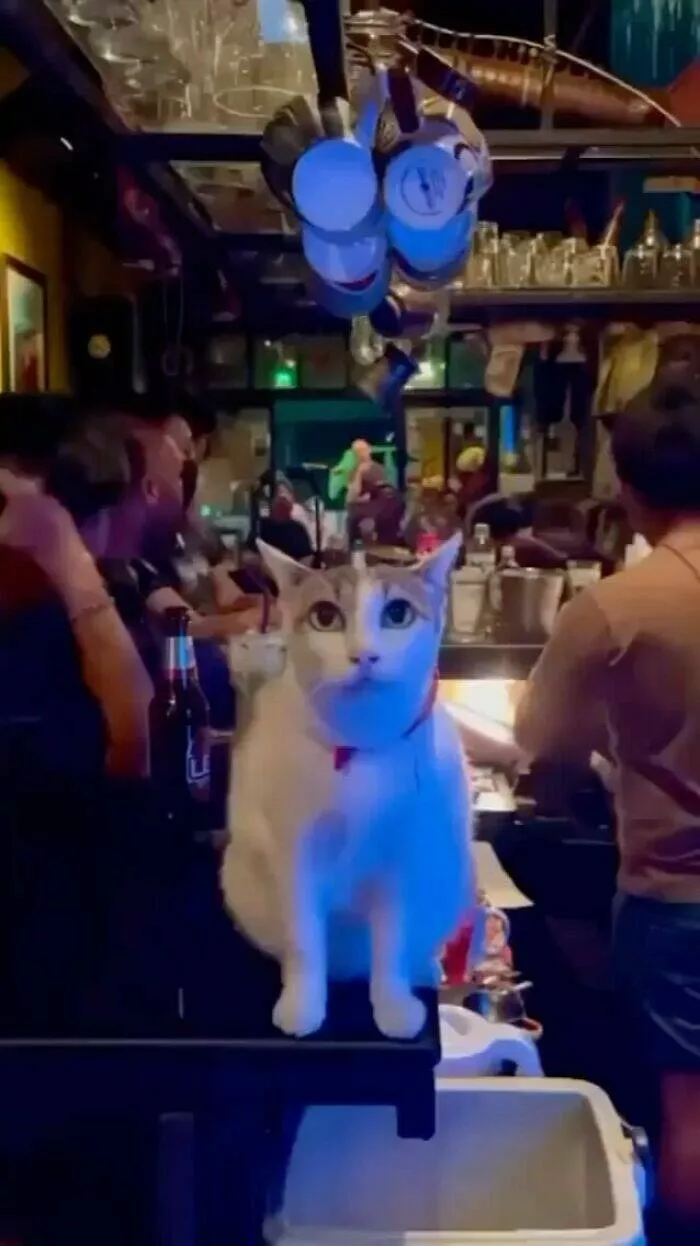 Chats de sitcom des photos a mourir de rire - #37 