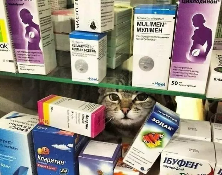 Chats de sitcom des photos a mourir de rire - #38 