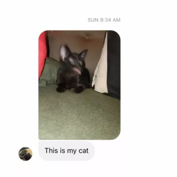 Comical cats straight out of a sitcom - #39 