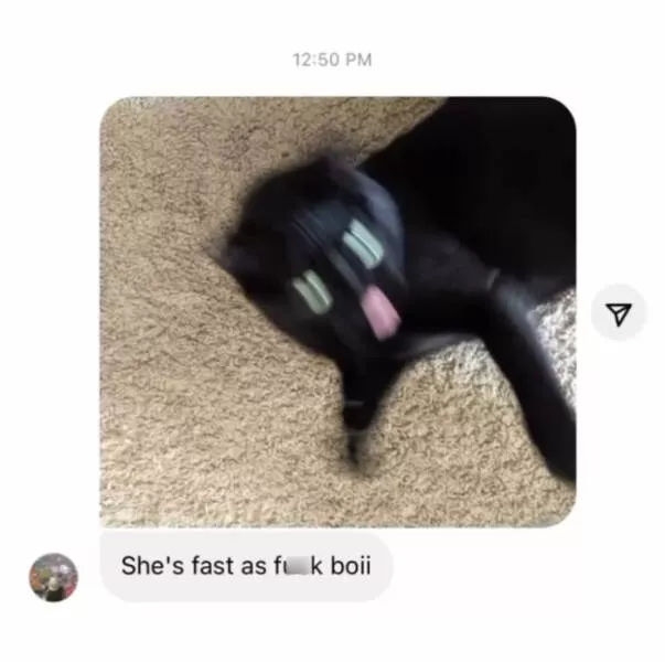 Comical cats straight out of a sitcom - #40 
