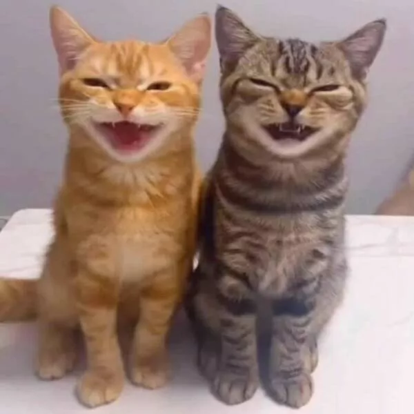 Chats de sitcom des photos a mourir de rire - #6 