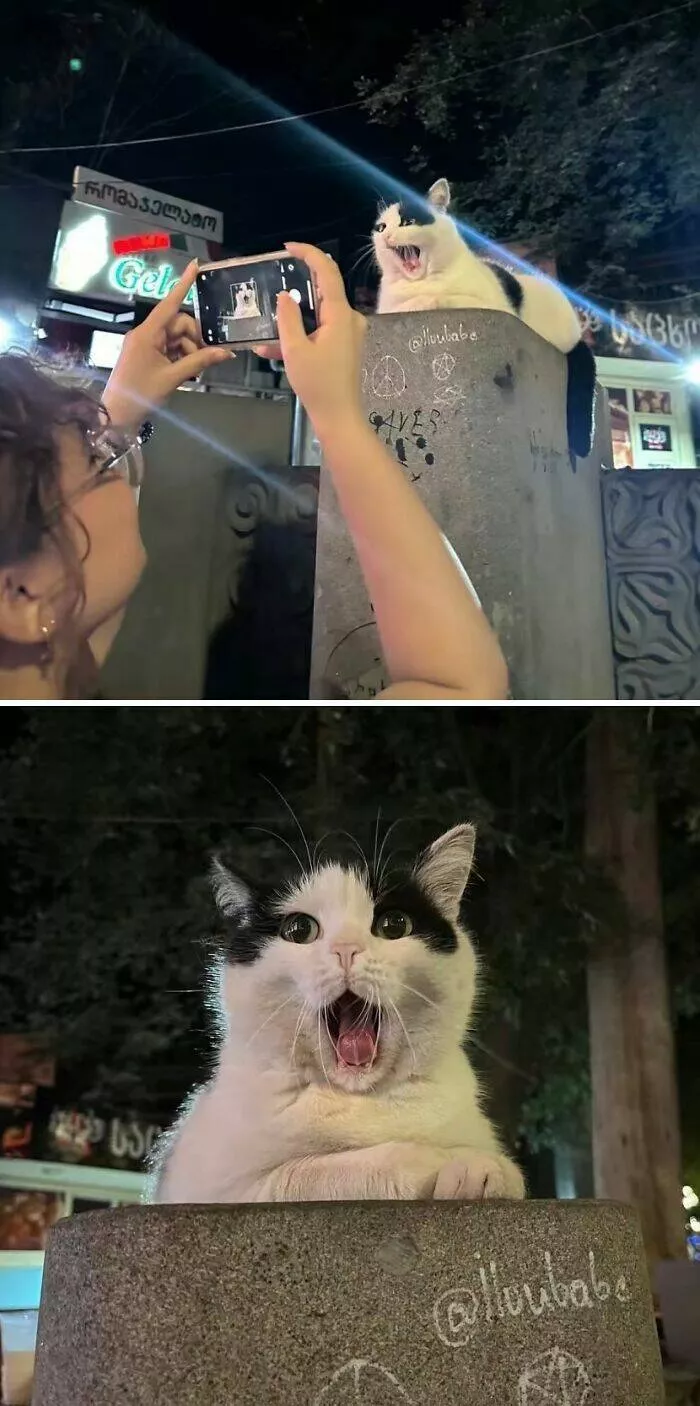 Comical cats straight out of a sitcom - #7 