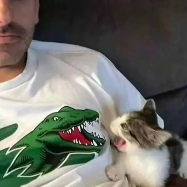 Comical cats straight out of a sitcom - #8 