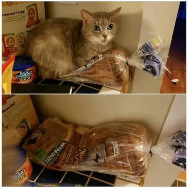 Comical cats straight out of a sitcom - #9 