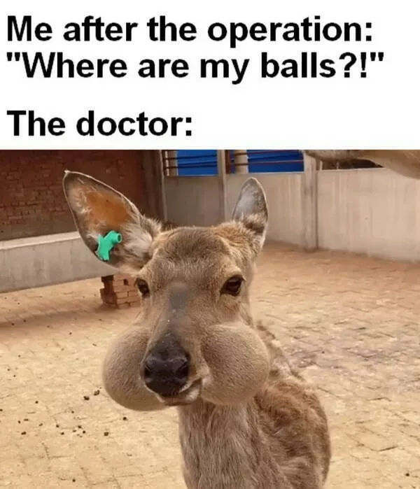 Absurd humor a random and funny photo album - #13 