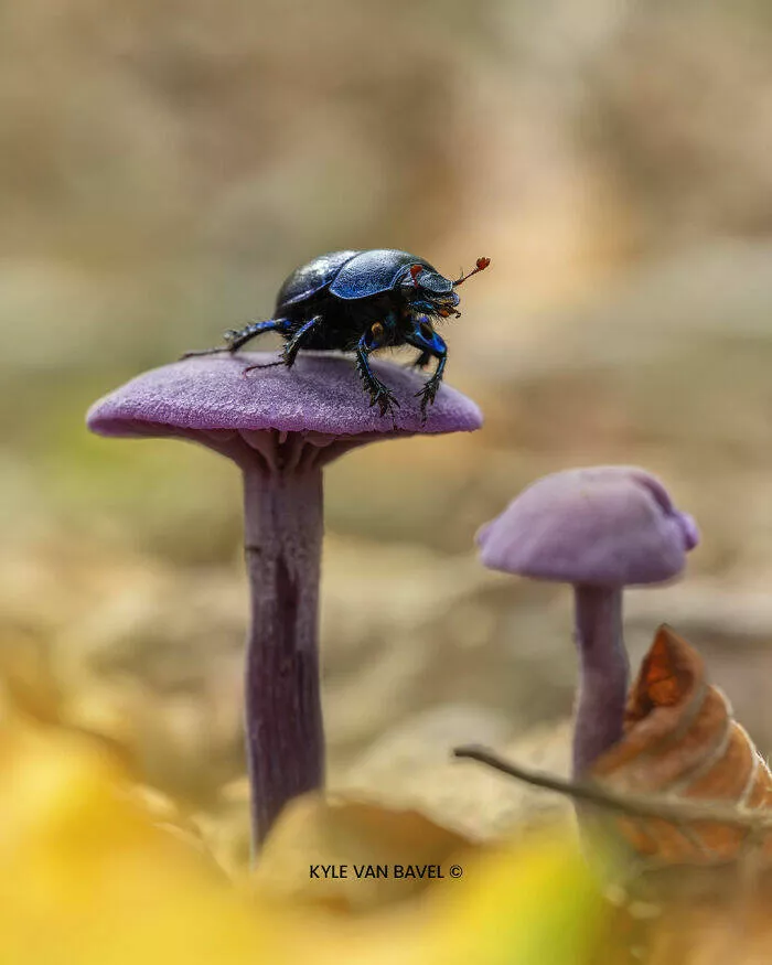 The magic of macro a world in great detail - #10 