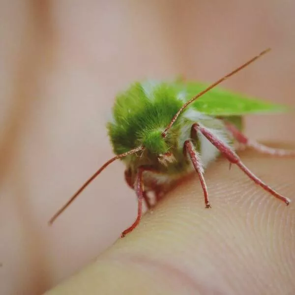 The magic of macro a world in great detail - #11 