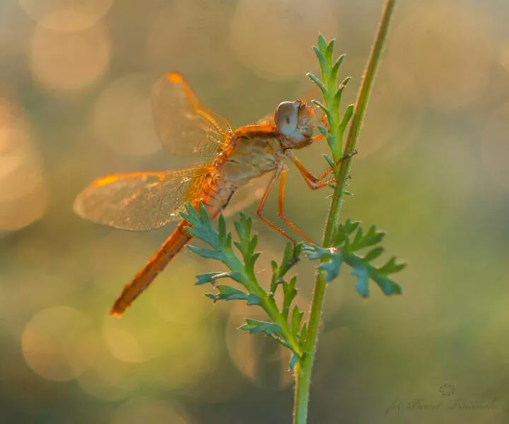 The magic of macro a world in great detail - #13 