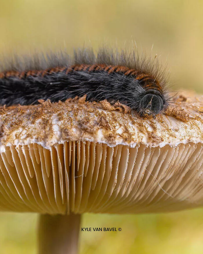 The magic of macro a world in great detail - #15 