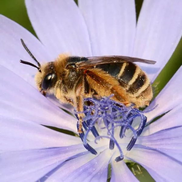 The magic of macro a world in great detail - #17 