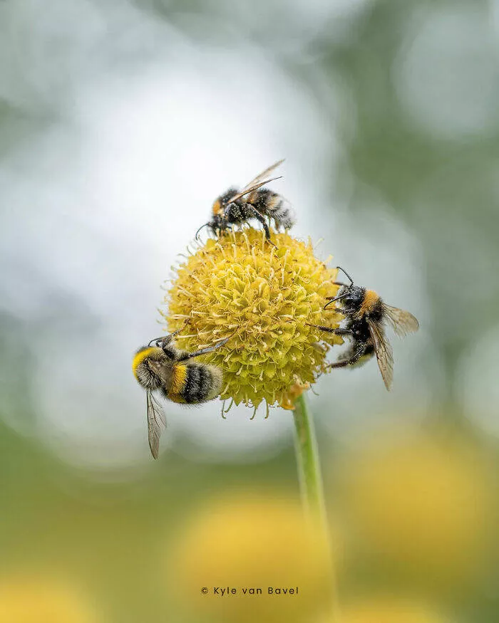 The magic of macro a world in great detail - #18 
