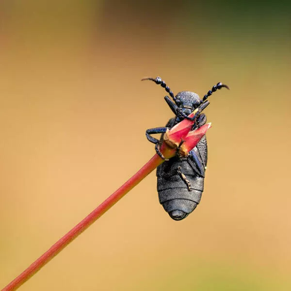 The magic of macro a world in great detail - #19 